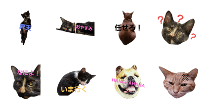 cat and cat and cat and dog