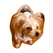 Yorkshire terrier koume & Momo