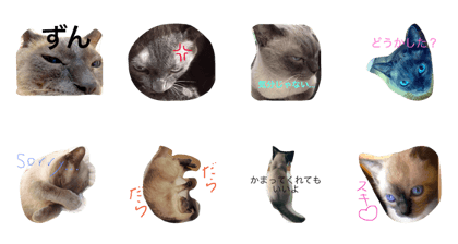 Cats do not laugh easily