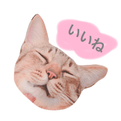 life with sweet cats