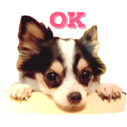 chihuahua my chihuahua