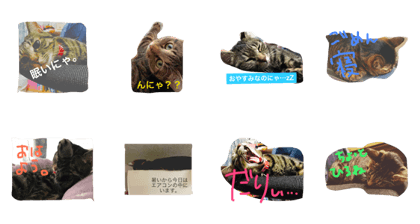 ie neko