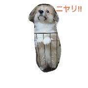 corgi MOANA