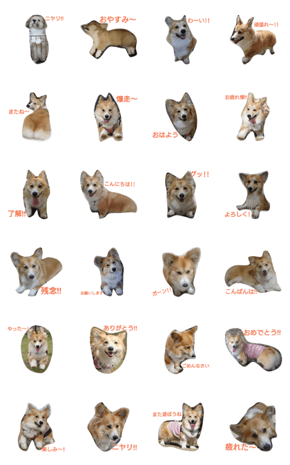 corgi MOANA