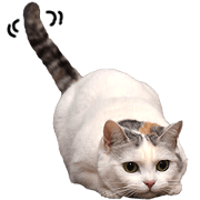 "Enoki" of cats