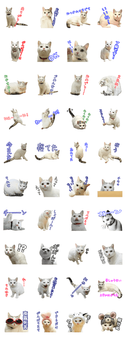 "Enoki" of cats