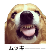 we love corgi5