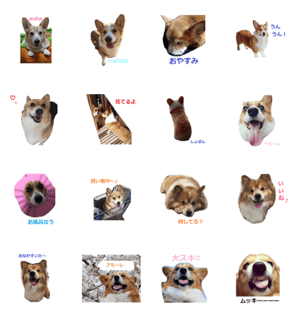 we love corgi5