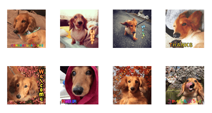 Dachshund Danjyurou
