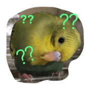 piyotann's