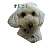 Toypoodle MAO