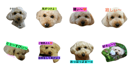 Toypoodle MAO