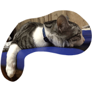 cat102