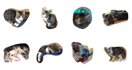 cat102