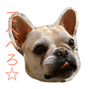 My pet french bulldogMs.SAKURA