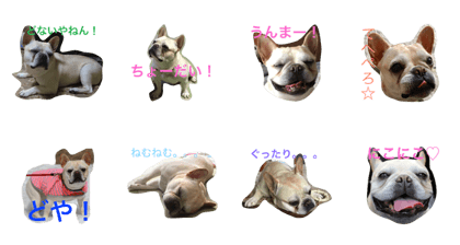 My pet french bulldogMs.SAKURA
