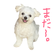 wagayanochibi