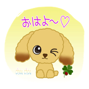 toypoodle-Chouchou-