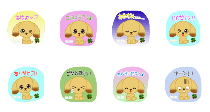 toypoodle-Chouchou-