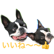 bostonterrier brothers