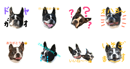bostonterrier brothers
