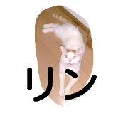 prettv cat