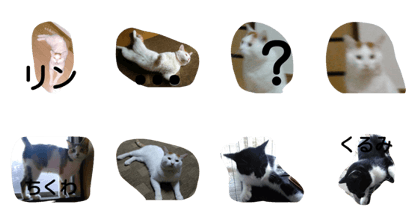 prettv cat