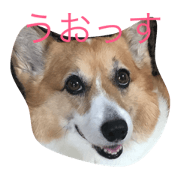 KOGI-INU