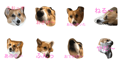 KOGI-INU