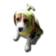 My beagle Yoda