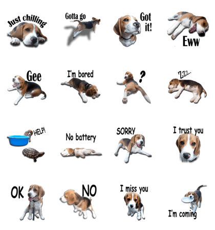 My beagle Yoda