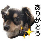 dog good dog