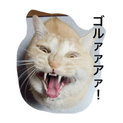 It is cats of Mitani family