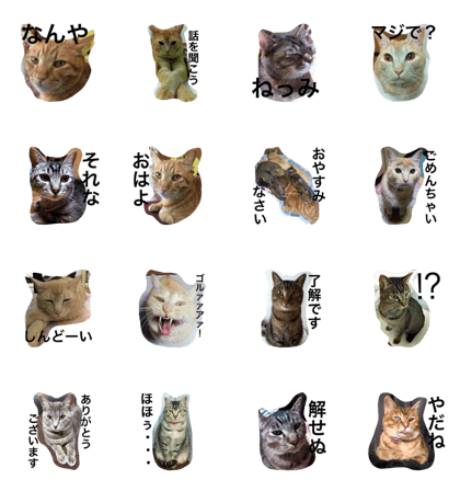 It is cats of Mitani family