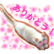 Matthew kitten5