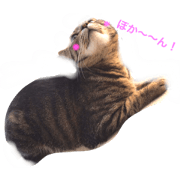 Cats Style