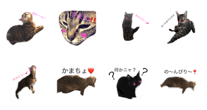 Cats Style