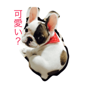 frenchbull kamu