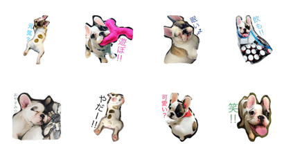 frenchbull kamu