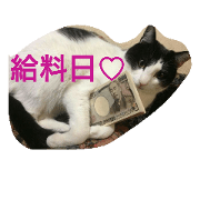suzu neko