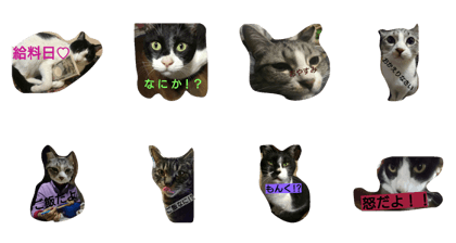 suzu neko