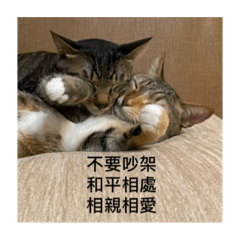 chuuzoeyy 劉家賤貓