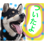 my pet stamp 2-2