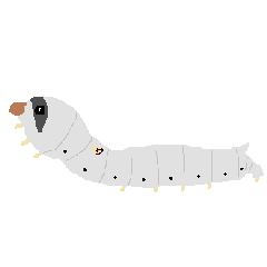 Silkworm's KAIKO