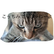 pretty cat kumicho