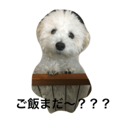 dog chamu