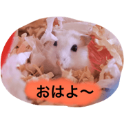 love my hamster