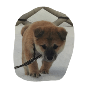 SHIBA_kai