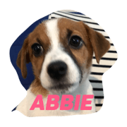 Jack Russell Terrier's Miss Abbie
