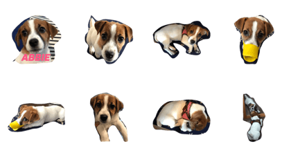 Jack Russell Terrier's Miss Abbie